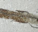 Bregmaceros albyi (SAUVAGE 1880) - Bild © FossNet FossilienStore